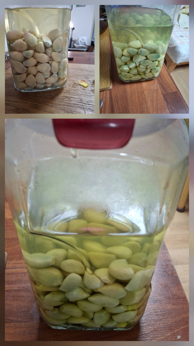 마늘장아찌 담그는 법 1차 절임 초록색 녹변 현상